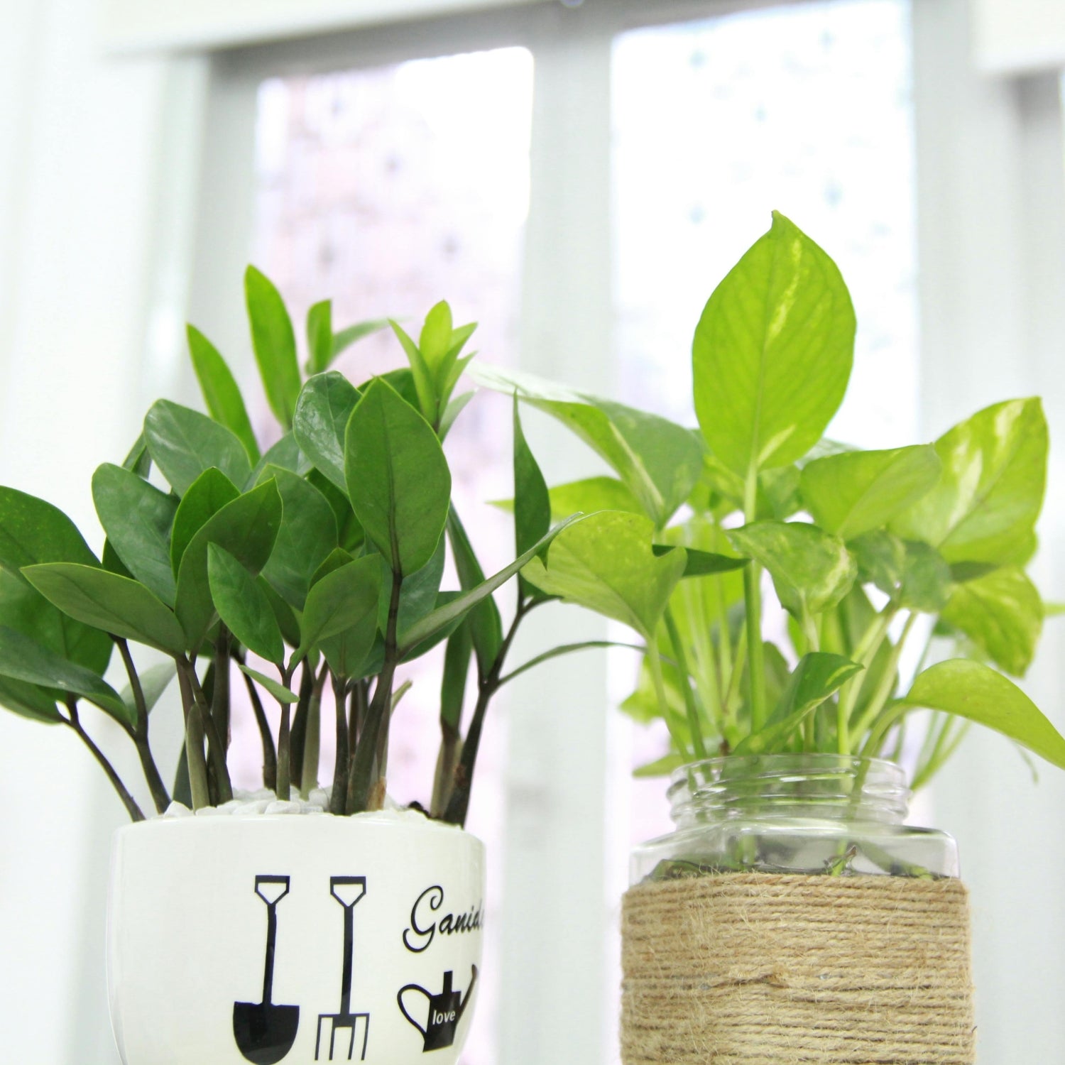 Top Indoor Plants to Attract Positivity and Prosperity