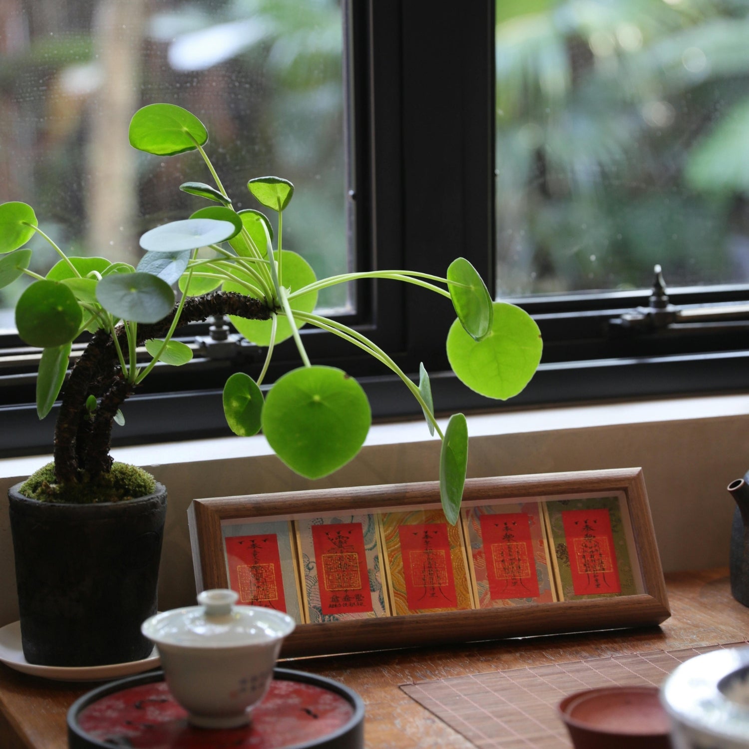 Using Money Plant for Financial Prosperity