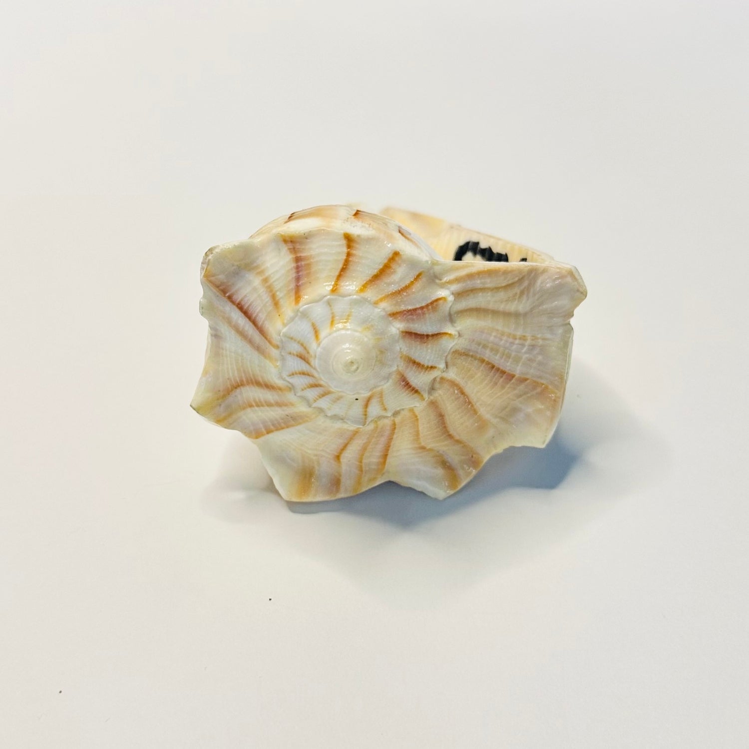 Dakshinavarti Shankh (Right-Handed Conch Shell)