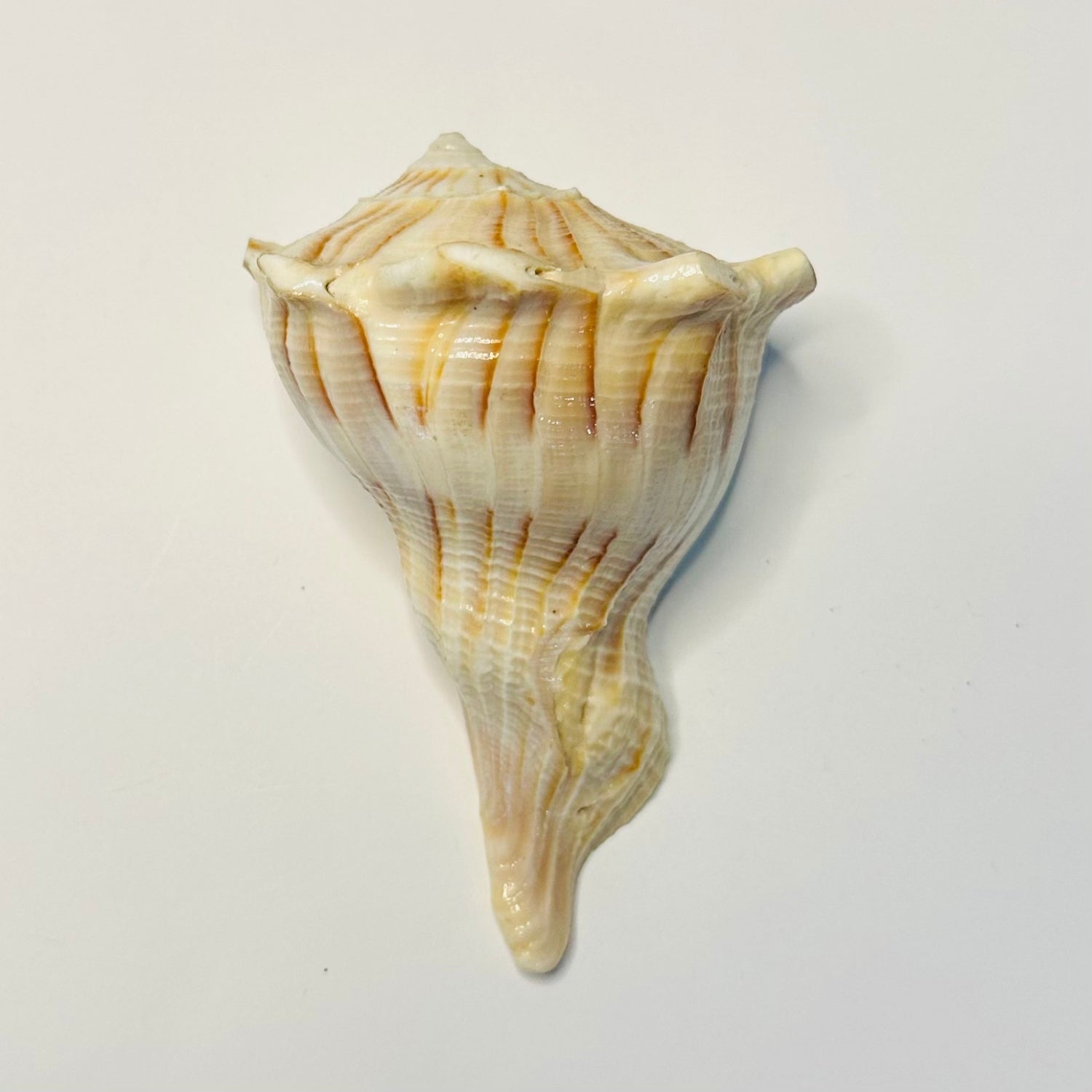 Dakshinavarti Shankh (Right-Handed Conch Shell)